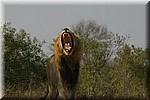 Brul (3)
(Kruger Park 2007-09)
