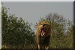 Brul (4)
(Kruger Park 2007-09)