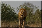 Brul (5), hij kwijlt ervan
(Kruger Park 2007-09)