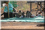 De waarschuwingen zijn er inderdaad niet voor niets.
Deze apen doen zich tegoed aan de inhoud van een box met voedsel.
(Kruger Park 2007-09)
