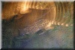 Een bewogen foto van een civet kat op de camping.
De foto is zonder flits gemaakt, bij het licht van zaklampen.
(Kruger Park 2007-09)
