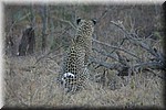 Onze eerste en zelfgespotte luipaard zoals we hem/haar vonden.
Net 2 kilometer buiten Berg  en Dal
(Kruger Park 2007-09)