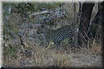 Beter kon onze dag niet beginnen.
We wisten nog niet dat we tegen de avond nog een luipaard zouden zien!
(Kruger Park 2007-09)