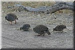 Natalse fisant (op z'n Afrikaans) 
(Kruger Park 2007-09)