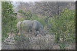 Neushoorn
(Kruger Park 2007-09)