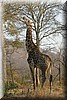 Giraffe
(Kruger Park 2007-09)