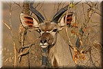 De kleurenpracht van de kop van een mannetjes koedoe in het ochtendlicht
(Kruger Park 2007-09)