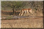 Impala's
(Kruger Park 2007-09)