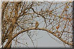 Een uiltje met de kenmerkende gedraaide kop
(Kruger Park 2007-09)