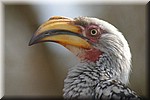 Gele neushoornvogel
(Kruger Park 2007-09)