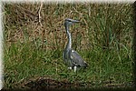 Reiger
(Kruger Park 2007-09)