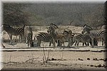 Groepje zebra's bij een drinkplaats
(Kruger Park 2007-09)