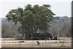 Groepje gnoes in de schaduw van een boom
(Kruger Park 2007-09)