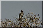 Een arend in de top van een boom (Gootjagarend op z'n Afrikaans)
(Kruger Park 2007-09)