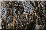 Een roofvogel bij een impala in een boom, de prooi van een luipaard
(Kruger Park 2007-09)