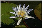 Een waterlelie in de vijver op Zsukuza
(Kruger Park 2007-09)