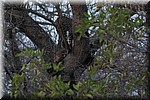 's avonds zat het luipaard zelf bij de impala in de boom
(Kruger Park 2007-09)