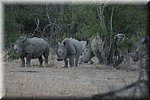 Neushoorns op onze avond game drive
(Kruger Park 2007-09)
