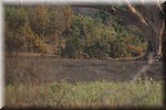 Hyena aan de overkant van de droge rivier
(Kruger Park 2007-09)