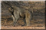 Baviaan
(Kruger Park 2007-09)