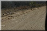 Olifant pootafdrukken op de weg
(Kruger Park 2007-09)