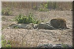 Een zeer relaxed paartje leeuwen in een droge rivierbedding
(Kruger Park 2007-09)
