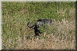 Een waterbuffel in het hoge gras van een rivierbedding
(Kruger Park 2007-09)