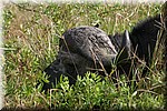 Deze stond een paar meter van het doorwaadpunt
(Kruger Park 2007-09)