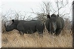 Witte neushoorns
(Kruger Park 2007-09)