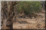 Twee mannetjes leeuwen vlak bij een drinkplaats
De linker lijkt een hanekam te hebben
(Kruger Park 2007-09)