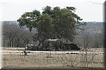Een groepje (wiite) neushoorn in de schaduw van een boom
(Kruger Park 2007-09)