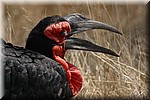 Een ground hornbill, een bedreigd soort
(Kruger Park 2007-09)
