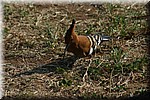 Een hoephoep
(Kruger Park 2007-09)