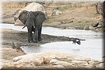 Bemodderde olifant en wegvliegende visarend bij een waterplaats
(Kruger Park 2007-09)