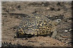 Luipaard schidpad
(Kruger Park 2007-09)