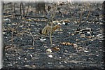 Een wezeltje in de afgebrande bush
(Kruger Park 2007-09)