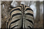 De achterkant van een zebra
(Kruger Park 2007-09)