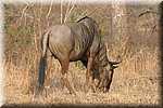 Een mooi belichte wildebeest
(Kruger Park 2007-09)