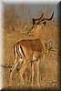Een mannetjes impala
(Kruger Park 2007-09)