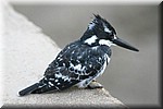 Een bontvisvanger 
(Kruger Park 2007-09)