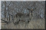 Een mannetjes waterbok
(Kruger Park 2007-09)