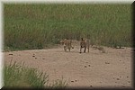 Deze leeuwen hebben we door hun gebrul gespot
(Kruger Park 2007-09)