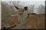 Vrouwtjes koedoes
(Kruger Park 2007-09)
