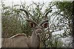 Statig mannetjes koedoe.
Meestal erg schuw en ze kunnen heel groot zijn.
(Kruger Park 2007-09)