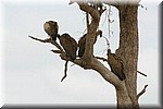 Gieren in de boom (en in de lucht), dat was onze eerste aanwijzing dat er iets moest zijn
(Kruger Park 2007-09)