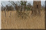 Onder de boom met gieren een luipaard (dachten we toen) gespot
(Kruger Park 2007-09)