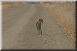 Deze bleek jongen te hebben, waar een hyena wel trek in had. 
Daarom werd de prooi achter gelaten.
(Kruger Park 2007-09)