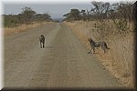 Het tweede jong
(Kruger Park 2007-09)