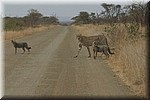 Het bleek om een cheeta te gaan.
Herkenbaar aan de zwarte 'tranen' van de ogen naar de neus
(Kruger Park 2007-09)