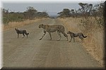 Ze staken een meter of 10 voor onze neus over
(Kruger Park 2007-09)